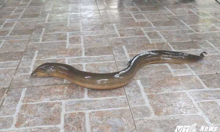 Bắt được lươn 'khủng' dài 1 mét trong lúc đi câu