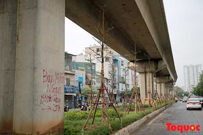 Sau hai đêm, nhiều cây xanh 'mọc' lên dưới gầm đường sắt Cát Linh - Hà Đông