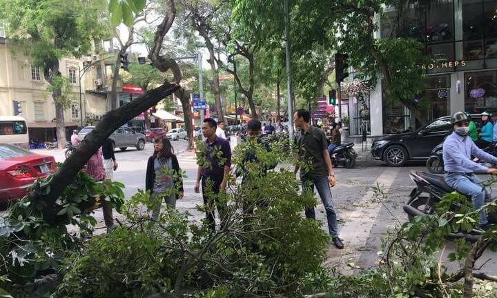 Cây xanh gãy đổ ở Hà Nội, hàng chục người chờ đèn đỏ thoát nạn