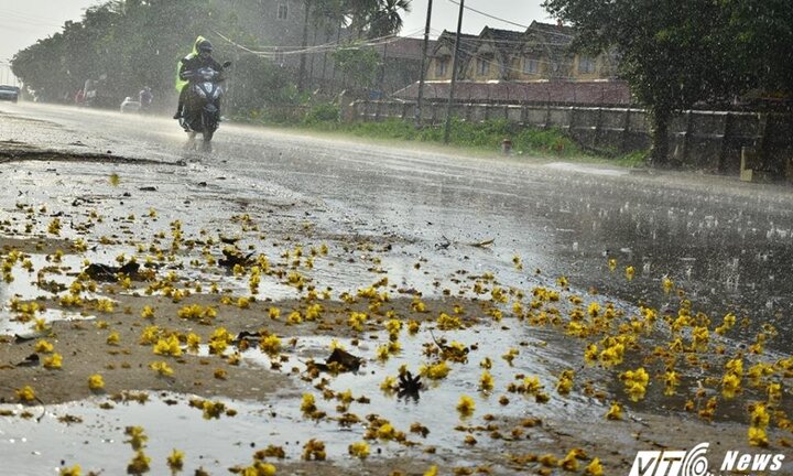 ‘Mưa vàng’ trút xuống Hà Nội sau những ngày nắng nóng khủng khiếp