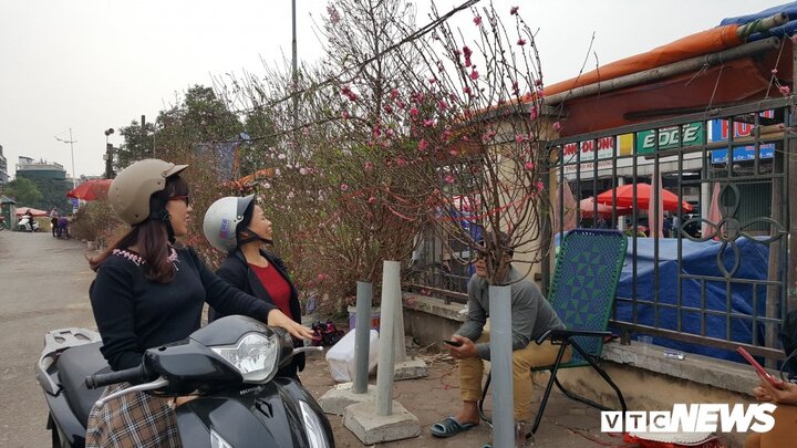 Hết hét giá, tiểu thương bán đào, quất 'khóc lóc' giảm giá những ngày cận Tết