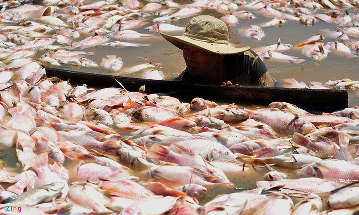 Ảnh: Ngư dân rớt nước mắt vớt hàng trăm tấn cá chết để ủ phân