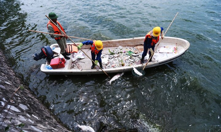 Giải pháp nào khắc phục hiện tượng cá chết ở Hồ Tây?