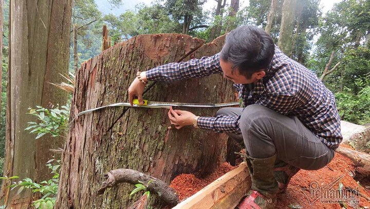 Xót xa những cây sa mu trăm tuổi bị đốn gục ở Nghệ An