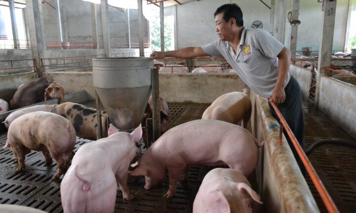 GS Võ Tòng Xuân: Chỉ hô hào dân ‘trồng cây gì, nuôi con gì’, còn phải ‘giải cứu lợn’