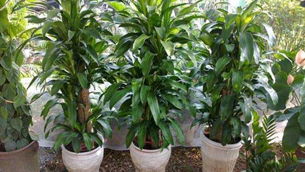 Nhà có trẻ nhỏ, vứt ngay các loại cây đang trồng này