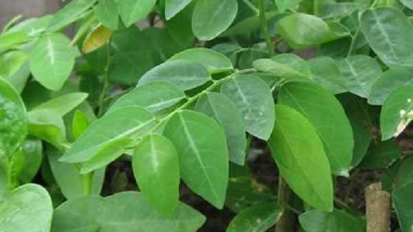 Cấm kỵ bà bầu ăn những loại rau này