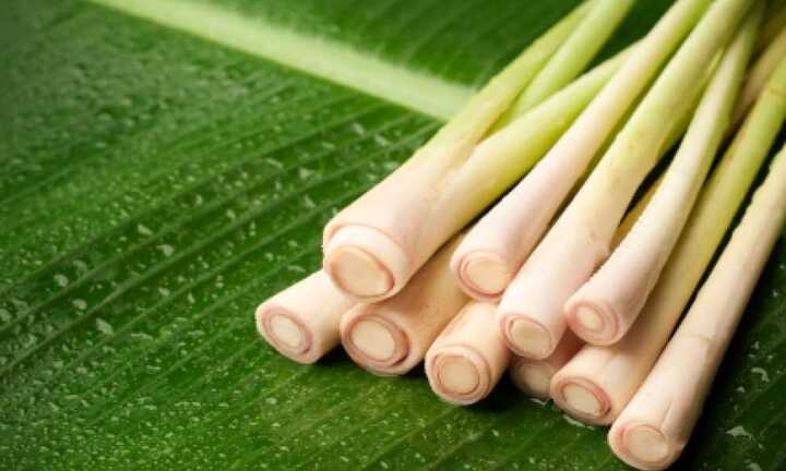 Nên trồng 'cây thần' này trong nhà vào mùa đông