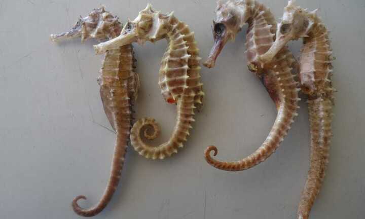 Giải mãi cá ngựa - 'thần dược sinh lý' cho cả quý ông, quý bà