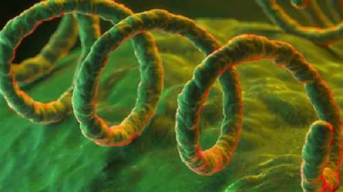 Phát hiện chủng bệnh nguy hiểm mới khiến hàng triệu người mắc