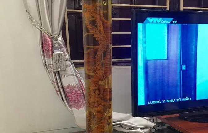 Sự thật củ tam thất cổ dài 1 mét, giá ngàn 'đô' từ Lai Châu về Hà Nội