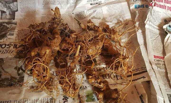 Chiêu trò ghim đinh, độn rêu trong củ sâm Ngọc Linh 'khủng' kiếm bộn tiền