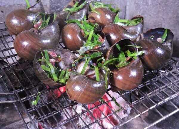 Bắt chước người lớn mò ốc bươu vàng, ướp muối tiêu làm tái chanh, 4 trẻ suýt chết