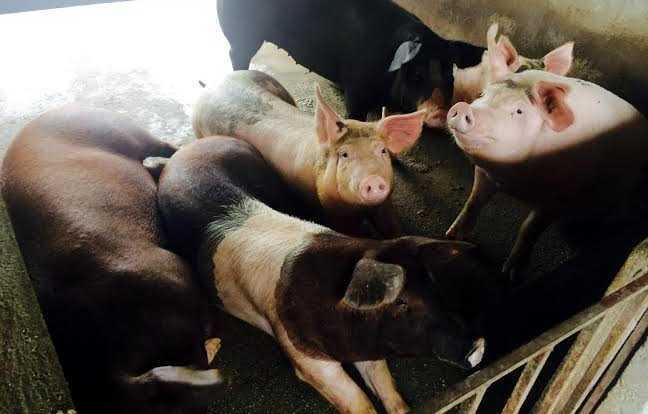 Người Việt đua nhau nuôi lợn tẩm bổ 'thần dược'