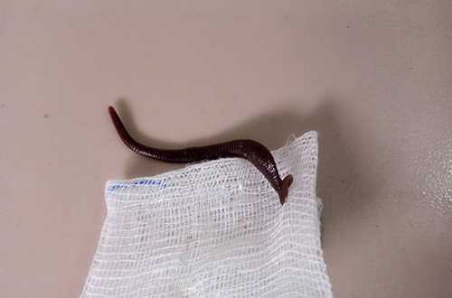 Đi tắm suối, bé gái bị con vắt dài 5 cm chui vào hốc mũi