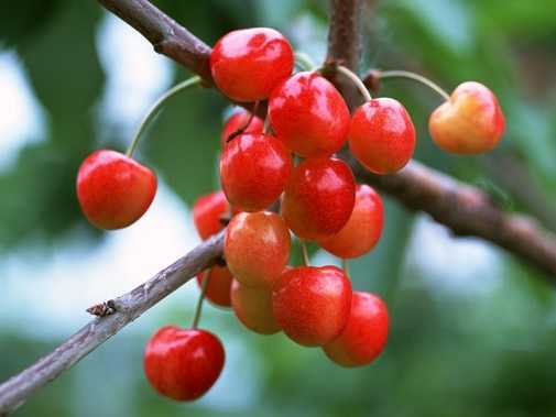 Học người Mỹ cách trồng cherry tại nhà cho quả sai trĩu cành, ăn quanh năm không hết
