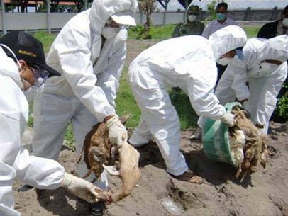 Thủ tướng chỉ đạo tập trung phòng chống cúm gia cầm H7N9