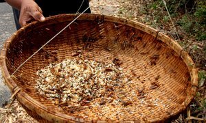 Video: Người dân Vũng Tàu dùng gậy dài 3m lấy trứng kiến vàng đem bán