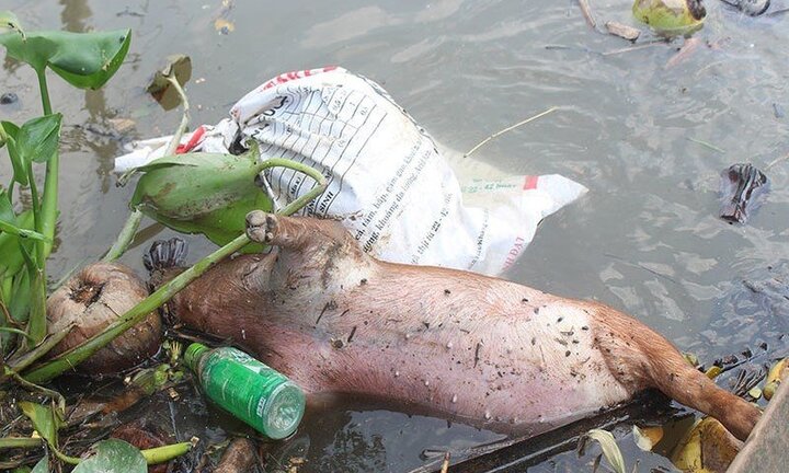 Bao tải chứa lợn chết bị vứt xuống kênh mương ở Hưng Yên