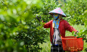 Vườn chanh không hạt thu gần 70 tỷ đồng mỗi năm ở Long An