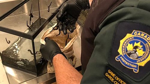 Người đàn ông Canada bị bắt vì giấu hơn 4700 con đỉa khi lên máy bay