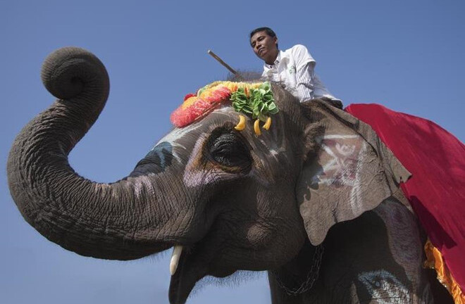 Clip: Voi bị ép đá bóng, chọc chảy máu tai trong lễ hội ở Nepal