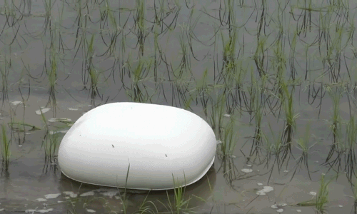 Robot vịt ngăn cỏ dại phát triển ở Nhật Bản