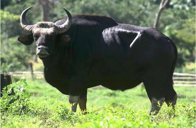 Video: Đàn bò tót hoang dã lớn nhất Việt Nam