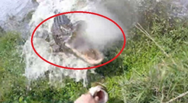 Clip: Thót tim khoảnh khắc người câu cá suýt thành mồi của cá sấu