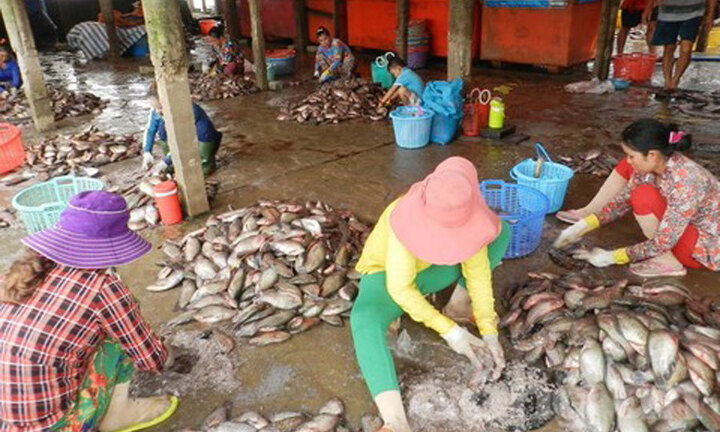 Video: Thương lái tranh mua vảy cá với giá rất cao tại miền Tây