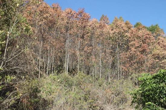 Video: Nông dân Quảng Ngãi thiệt hại hàng tỷ đồng vì keo chết hàng loạt
