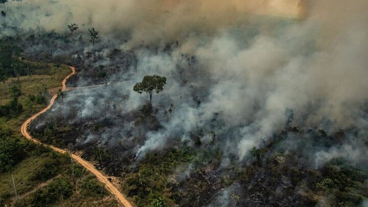 Video: Rừng Amazon trơ trụi sau hàng ngàn trận cháy kinh hoàng