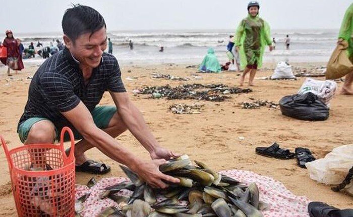 Video: Người dân Hà Tĩnh đổ ra biển bắt vẹm dạt bờ sau nhiều ngày mưa lũ