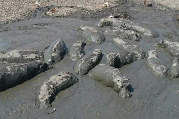 Video: Hà mã, linh dương nằm chờ chết la liệt vì hạn hán kéo dài