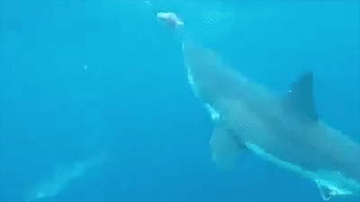 Clip: Cá mập trắng lao thẳng vào thợ lặn sau khi đớp trượt mồi