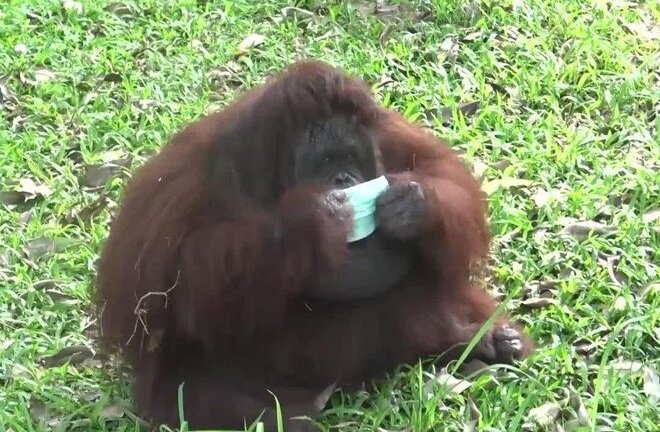 Đười ươi đeo khẩu trang chống khói bụi từ cháy rừng Indonesia