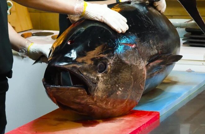 Video: Đầu bếp Hàn Quốc xẻ thịt cá ngừ 110 kg làm sashimi