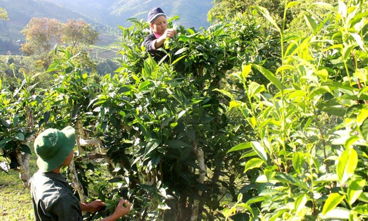 Video: Rừng chè shan tuyết cổ thụ hàng trăm năm tuổi ở Lào Cai