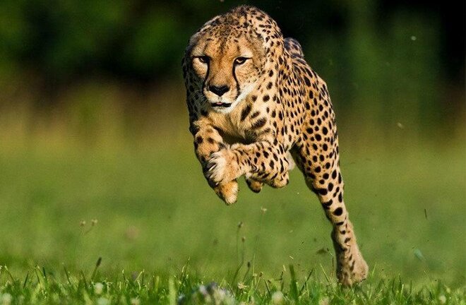 Loài động vật nào chạy nhanh nhất thế giới?