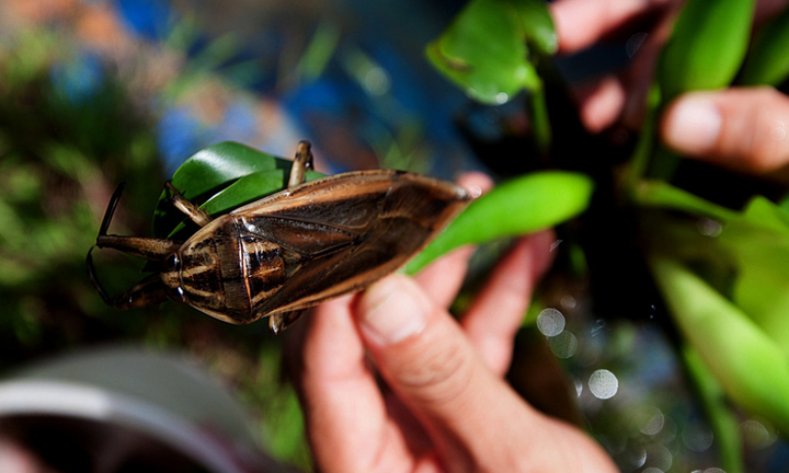 Video: Nuôi cà cuống thu nhập gần 40 triệu đồng mỗi tháng