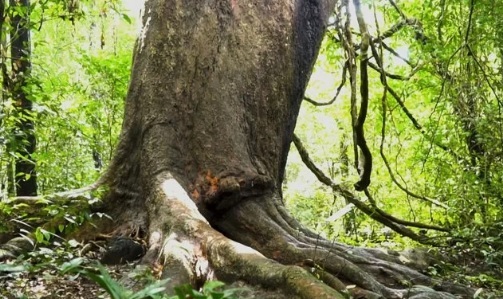 Video: Cây gõ 'bác Đồng' hơn 800 tuổi trong rừng Nam Cát Tiên