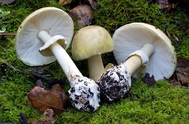 Nấm tử thần - loài thực vật đáng sợ gây chết người