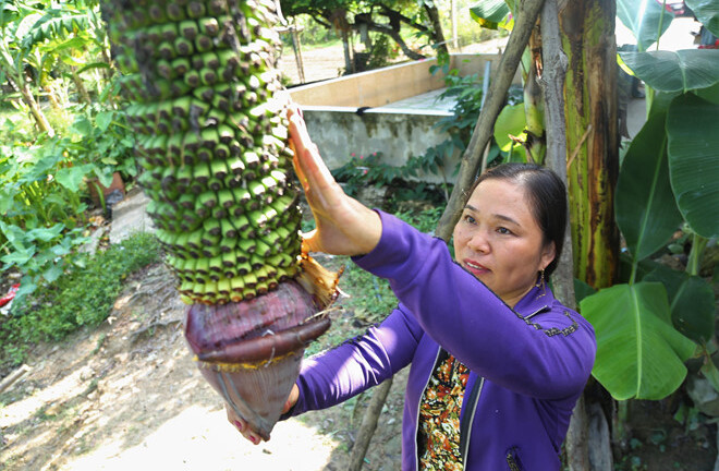 Video: Cận cảnh buồng chuối 350 nải ở Hà Tĩnh