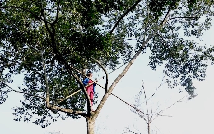 Video: Người phụ nữ trèo cây dổi cao hàng chục mét để thu hoạch quả