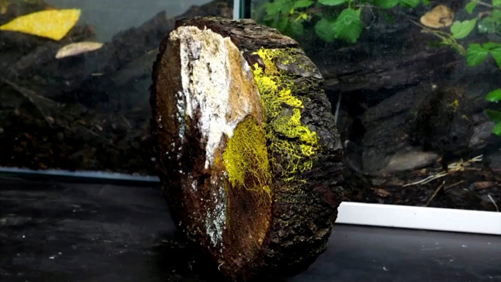 Video: Sinh vật bí ẩn không não và có gần 720 giới tính