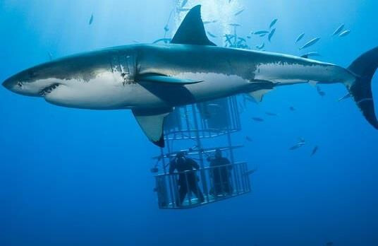 Cá mập trắng tấn công lồng bảo hộ có du khách bên trong