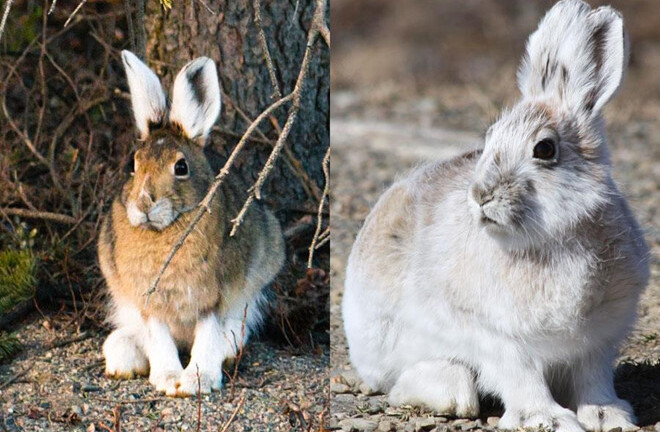 Vì sao một số loài động vật đổi màu lông khi vào thu?