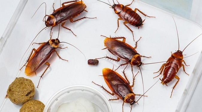 Video: Hơn 10 con gián sống trong tai người đàn ông