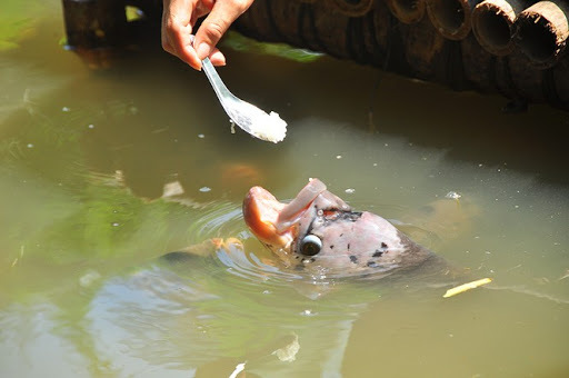 Lạ lùng đàn cá tai tượng suốt 30 năm được đút cơm ăn mỗi ngày