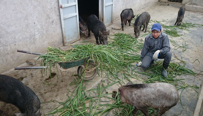 Video: Chàng trai nuôi lợn rừng, thu nhập tiền tỷ mỗi năm